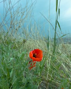 Доброе майское утро с Армянского нагорья!