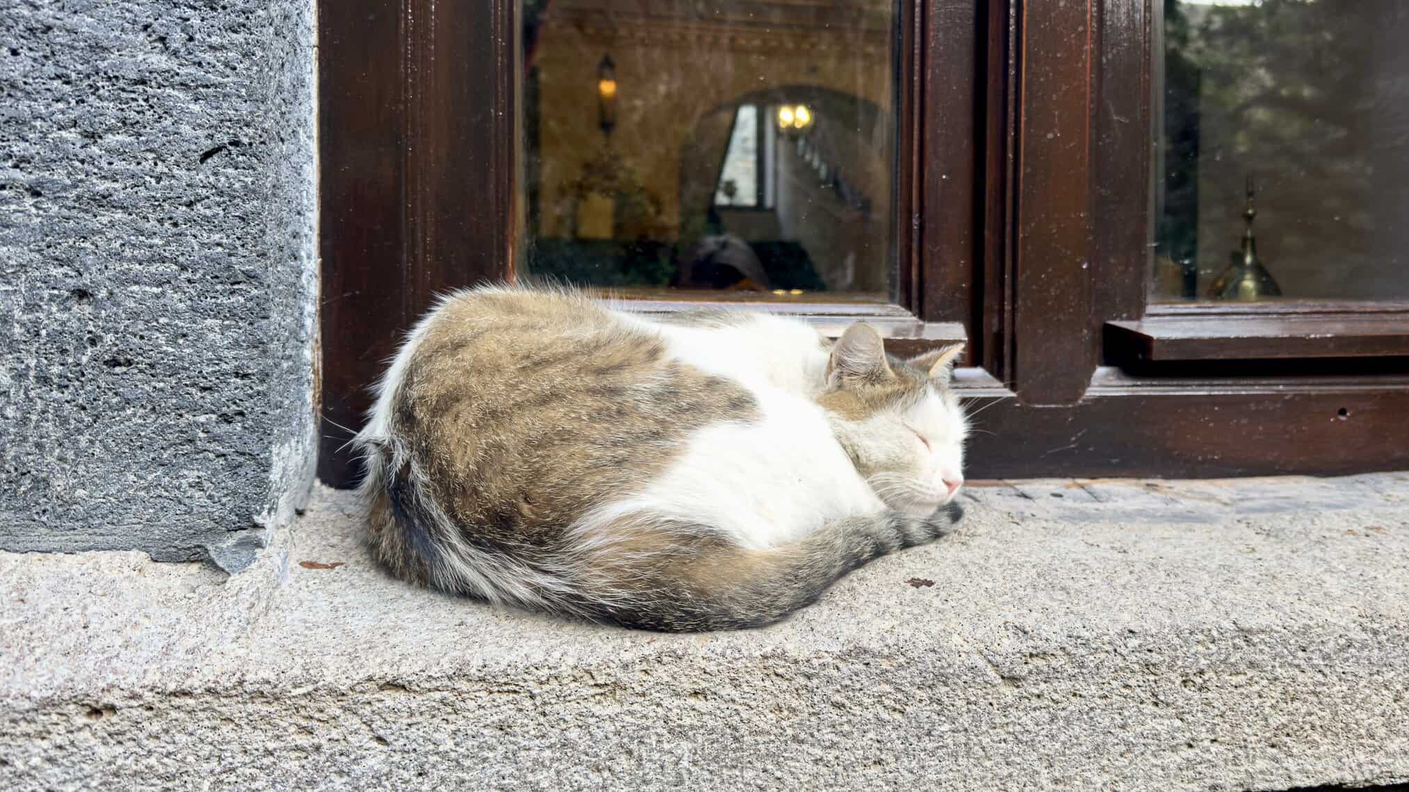 Коты Калеалты